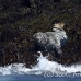seal_gray_gr_h_0413_can1720.jpg
